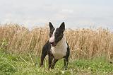 BULL TERRIER MINIATURE 029